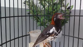 Suara Anis kembang Jantan Gacor Ngeplong Bikin Anis Kembang Bahan Cepat Buka Paruh Part 136