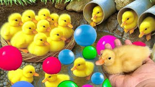 Mencari bebek lucu, Bebek berenang, menangkap bebek angsa, Duck,ikan, dan ayam warna warni...