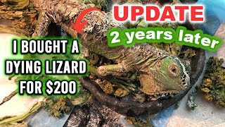 2 YEARS LATER Iguana Rescue Update | KristenLeannimal