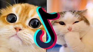 Cute Baby Kittens & Cats Against Logic 😹 Daily Dose Of Laughs - Funny Pet Videos TikTok Mashup 2022 by Boop Boop No views 2 years ago 7 minutes, 19 seconds