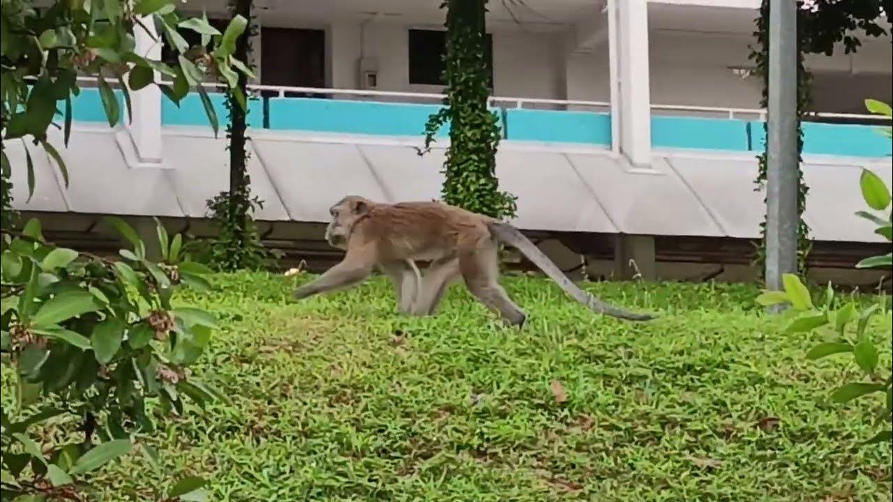 新加坡野生動物_水獭_巨蜥_ Watch Otters, herons,monitor lizards After Heavy Rain In