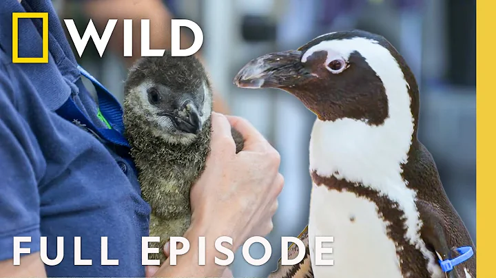 Penguin Parents (Full Episode) | Secrets of the Zoo: Tampa | Nat Geo Animals