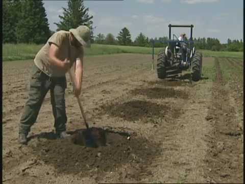 Video: Grozdje za cono 8 Vrtnarjenje - nasveti za gojenje grozdja v coni 8