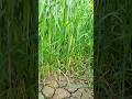 ghehu ki kheti farming #shortvideo #farming #ytshorts #nature