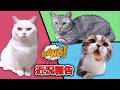 ダイエットに成功したり、色々な猫たちの近況！
