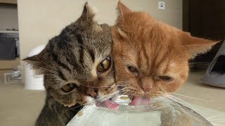 HOT SUMMER! A GIANT ICE BALL FOR CATS (ENG SUB)