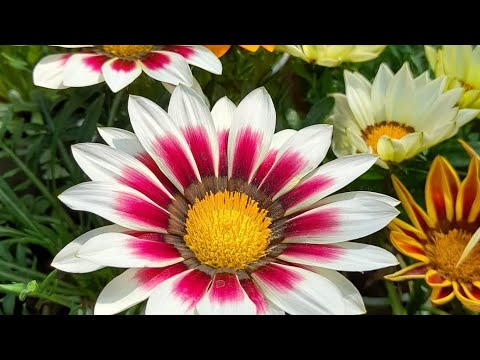 Видео: Газания-цвете - отглеждане и грижи