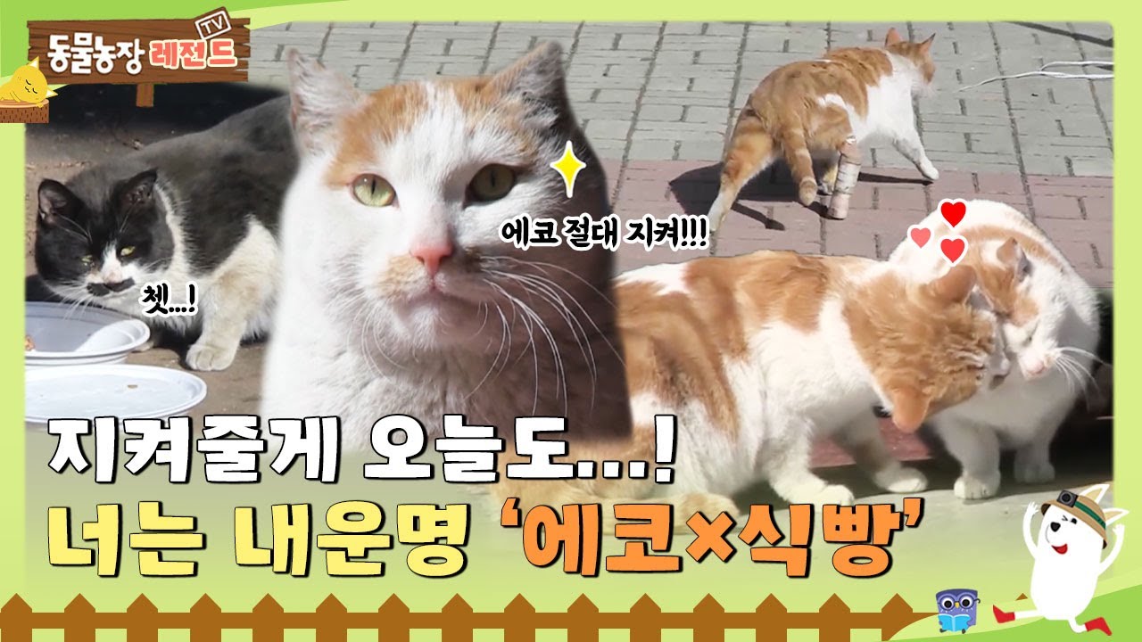 [TV 동물농장 레전드] 지켜줄게 오늘도, 길 위에서 만난 운명! 에코와 식빵이🐱 풀버전 다시 보기 I TV동물농장 (Animal Farm) | SBS Story