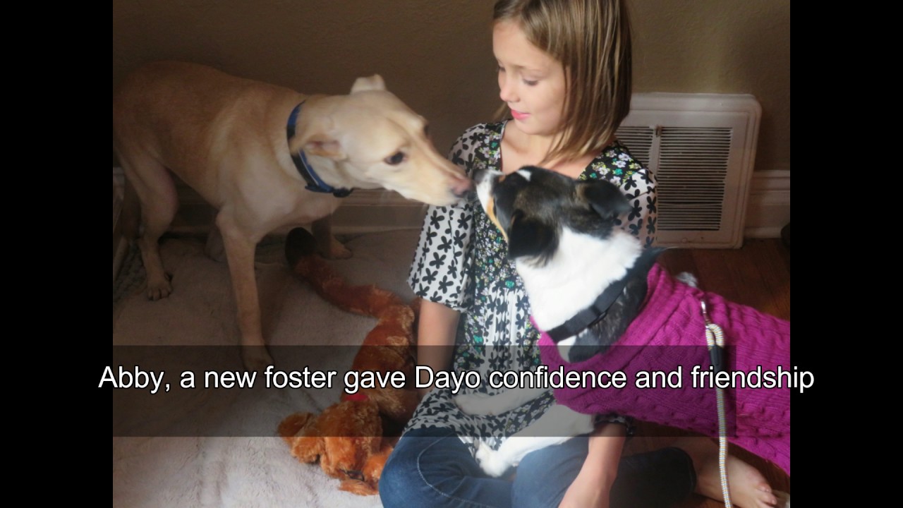 Dayo A Feral Dog First six Months After Rescue YouTube