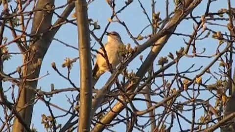 Northern Mockingbird Singing