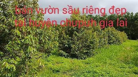 (ĐãBán) vườn sầu riêng đẹp tại huyện chưpưh gia lai 3,8 hec giá 4ty100tr