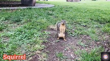 Squirrel Climbing Up and Down Around The Tree