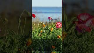 Mackinac Island, Michigan