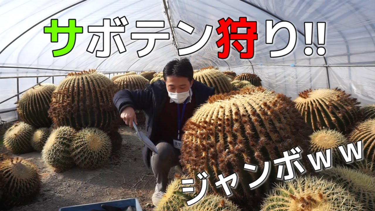 日本一】サボテン狩りするならここ!! - YouTube