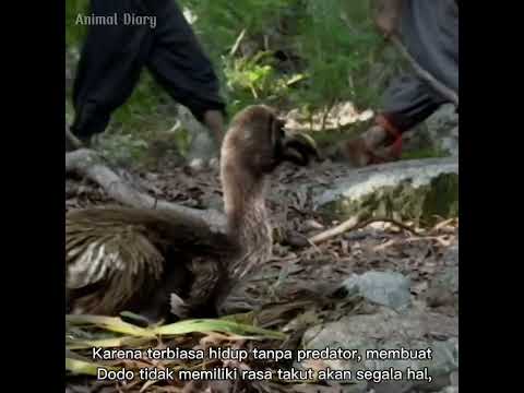 Video: Burung dodo: kisah pemusnahan