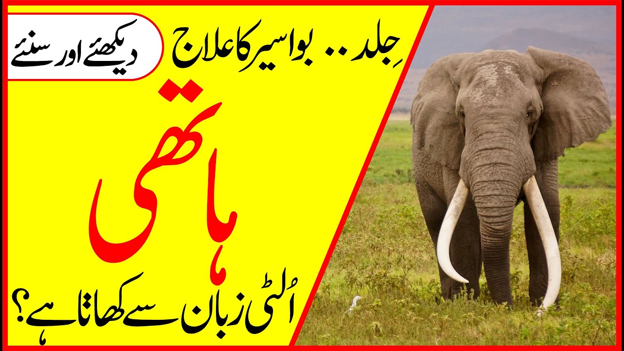 ELEPHANT FACTS IN URDU ELEPHANT AMAZING & INTERESTING FACTS HIDDEN