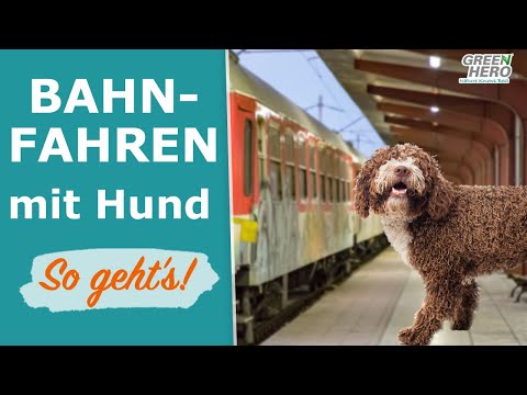 Video: Welche Dokumente Werden Für Die Beförderung Eines Hundes Im Zug Benötigt