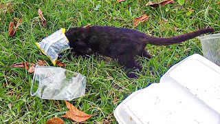 Funny Cat! Cat's head attached to a bag of noodles it can't see any thing it know only run so fun. by CC Strong 42 views 1 year ago 1 minute, 9 seconds