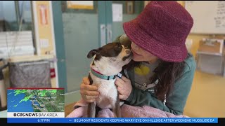 Bay Area animal shelters overwhelmed by unprecedented number of pets being surrendered