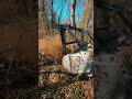 Forestry Mulching B-Roll From the Field