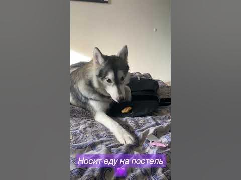 Носит еду на постель 💜 #hasky #собаки #хаска - YouTube