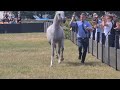 2022  III Sopocki Pokaz Koni Arabskich  / Sopot Arabian Horse Show PERLAF ZALIA