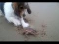 Petit Basset Griffon vendéen - Coosje の動画、YouTube動画。