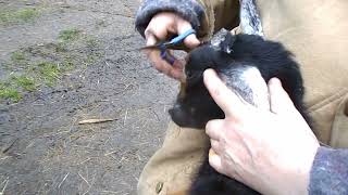 Re-disbudding a baby goat - what to look for