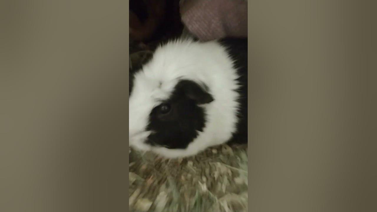 The biggest Guinea pig YouTube