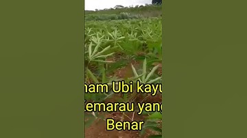 Cara Menanam Singkong di Musim kemarau #shorts #petanisingkong #pertanian #tanibertopeng