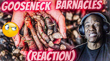 Why Gooseneck Barnacles Are So Expensive | So Expensive (REACTION)
