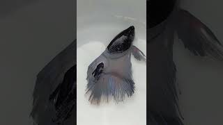 black fighter 🤣/black Betta fish #fish #aquascapegallery #fishing