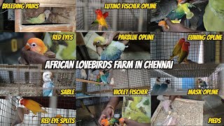 African Lovebirds Farm in Chennai | Costly Varieties From 1000₹  | With Price & Delivery @PetsAt