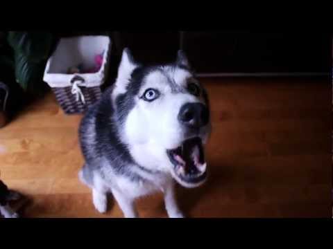 Mishka says "I Want to Run"! - Dog Talking