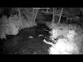 Great footage from last night the Otter didn’t disappoint! 🦦