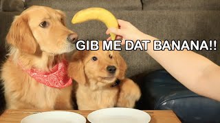 GOLDEN RETRIEVER PUPPY'S FIRST TASTE TEST