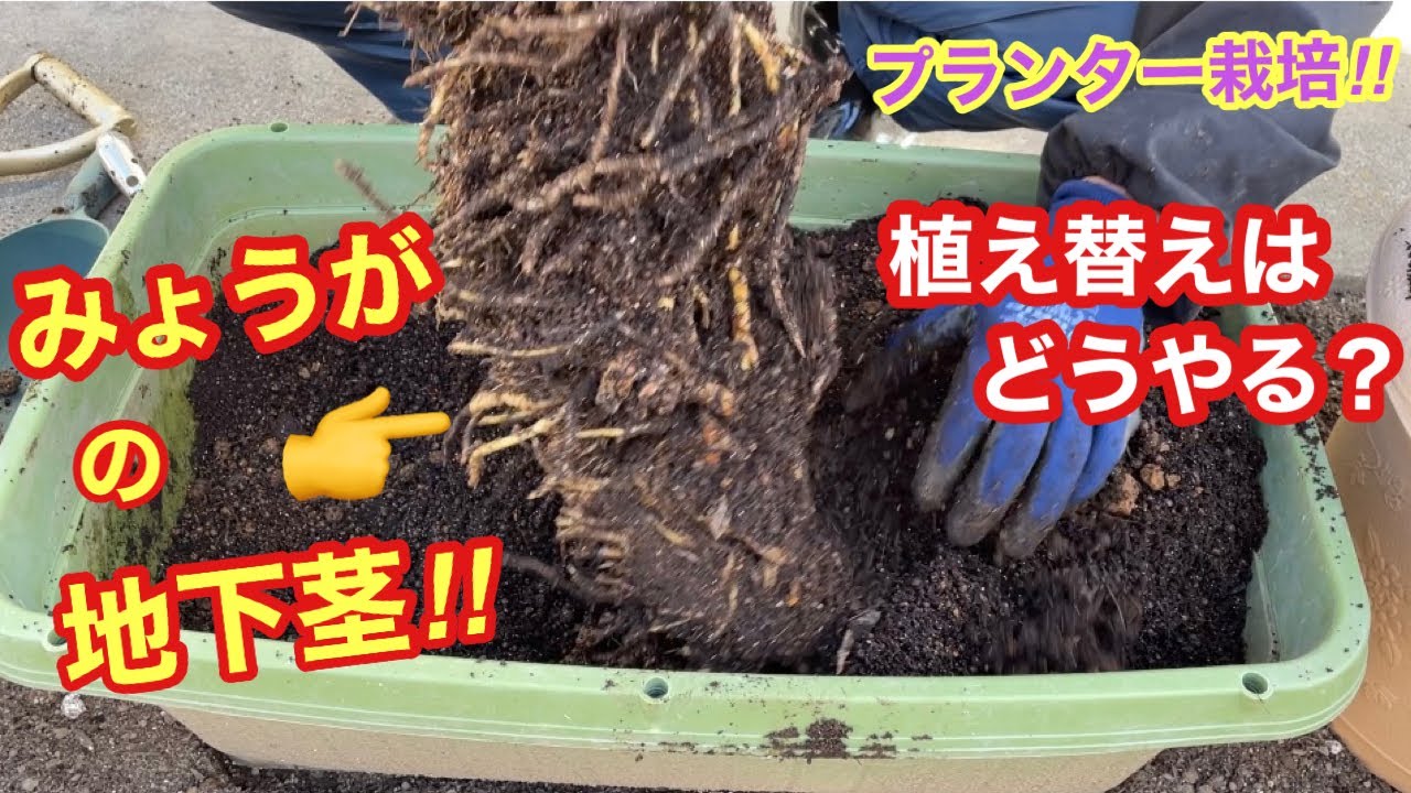 【みょうがの植え替え】みょうがのプランター栽培は地下茎が絡み合っているので毎年植え替えが必要です 絡み合った地下茎をどうやって植え替えをする