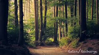 Breezy Forest - 10 HOURS! Relax and Recharge. screenshot 5