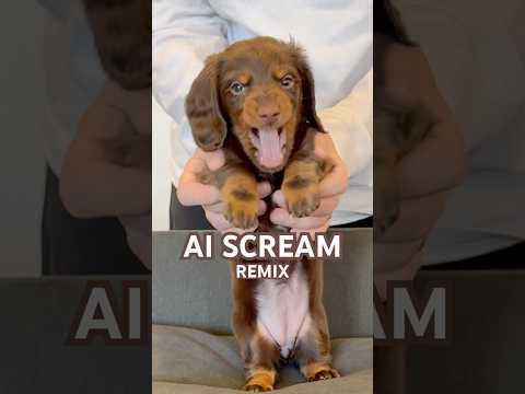 FRISKY BUSINESS Minidachshund Puppy Dance Dachshundpuppy Dachshund Cutedog Funnydog Cute
