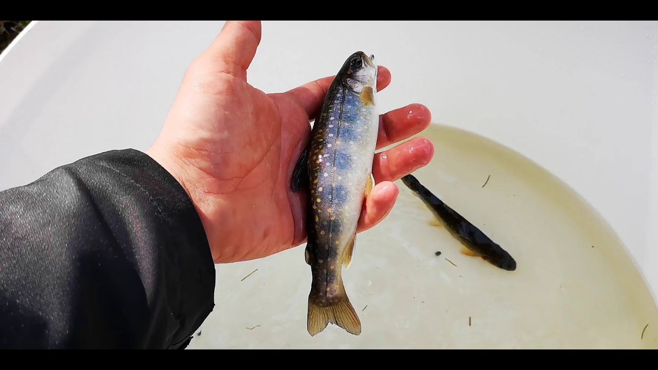 Cresc păstrăvii. Crescătorie de păstrăvi