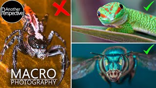 My best Tips for better Macro Photography