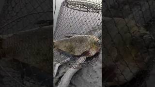 Рыбалка в Крыму, лещ на 1,6 кг, Симферопольское водохранилище 30.06.2023