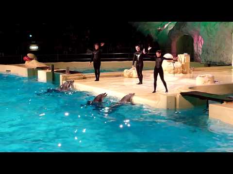 HD: Dolfijnen show in het Dolfinarium