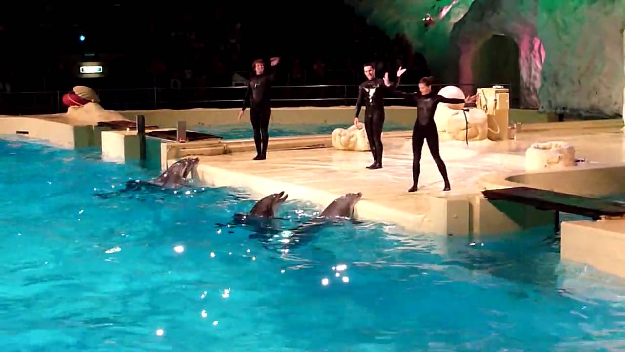 HD: Dolfijnen show in het Dolfinarium - YouTube
