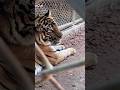 The tiger,lion &amp; giraffe in Samut prakan zoo in Bangkok