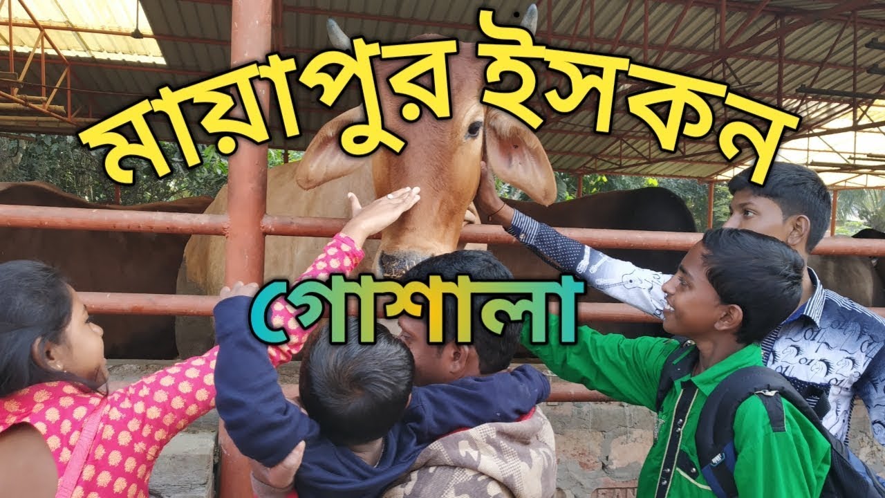 মায়াপুর ইসকন গোশালা||mayapur goshala|mayapur goshala ghee|iskcon temple and goshala