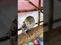 | Spangle Budgies Fun Time |🐦💚  |Cute Spangle Budgies Playing |🦜🔥#birds #budgiecare #trending