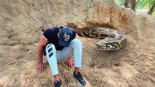 Anaconda Snake In Real Life  2