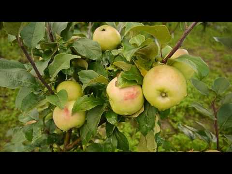 Сады Севера. Многосортовые яблони и груши 2016г