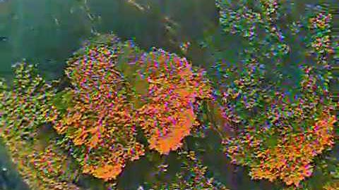 Proton-R FalcoX Tuning Session